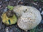 Boletus abieticola - fungi species list A Z